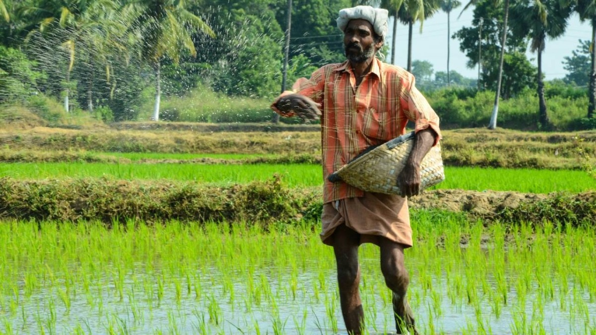 The area under paddy cultivation is increasing