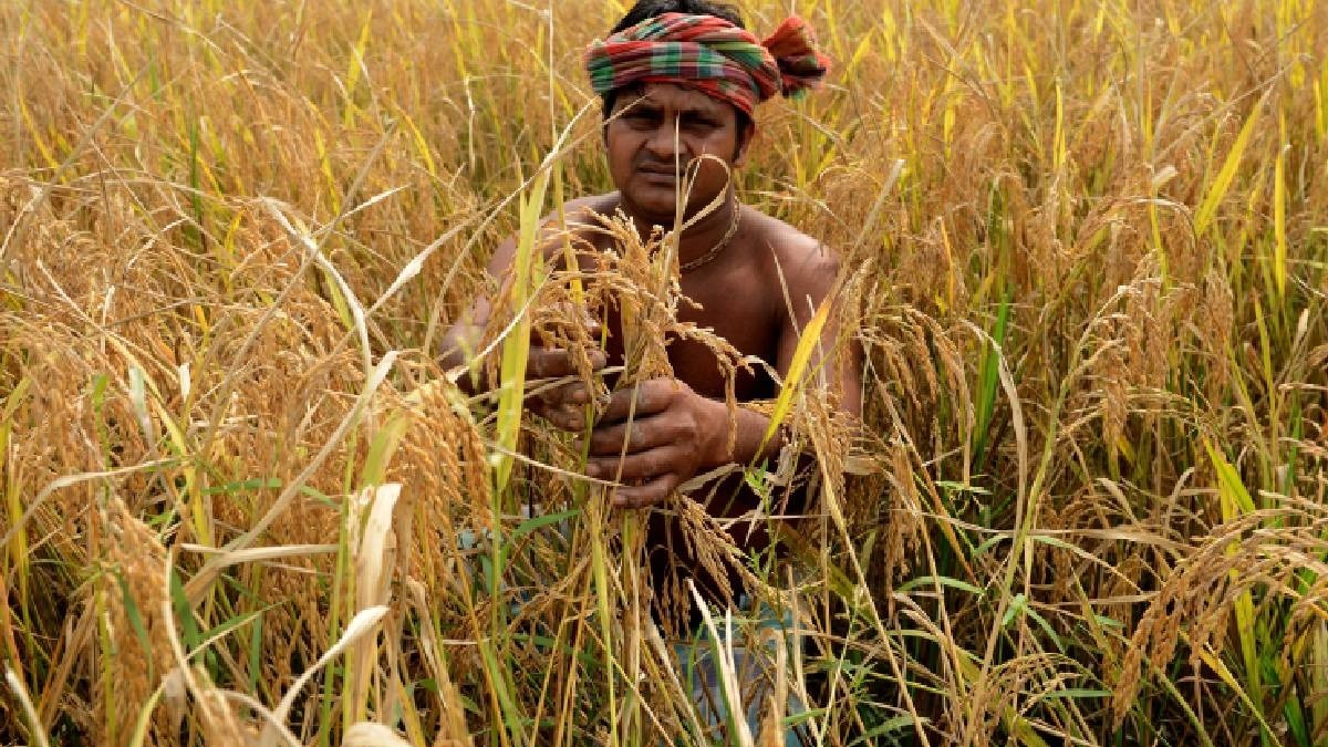 paddy crop damage