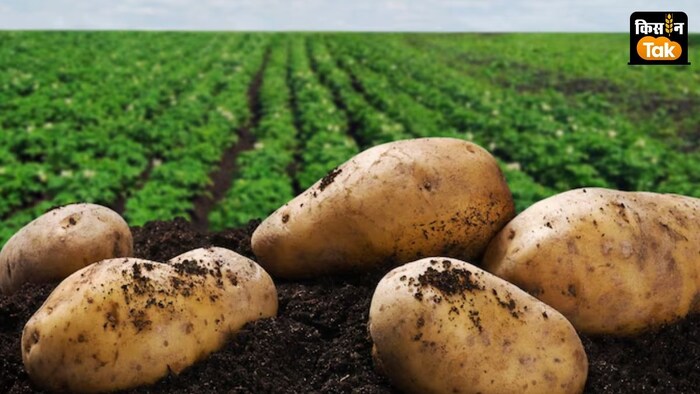 Potato included in Panch Gaurav Yojana