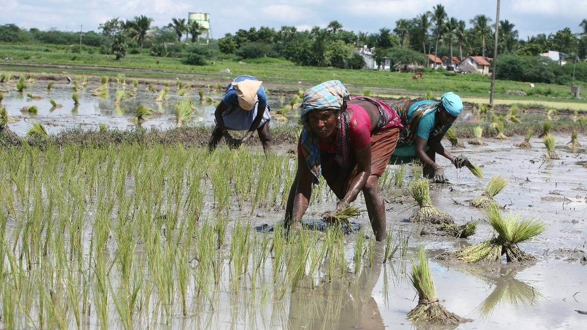 paddy crop loss
