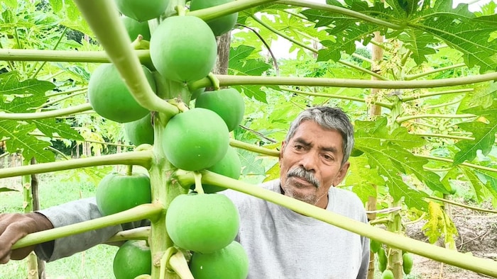 Hooghly Papaya variety