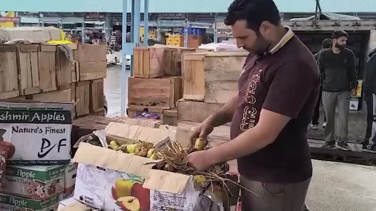 apple crop loss