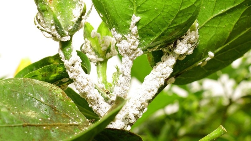 Mealybugs