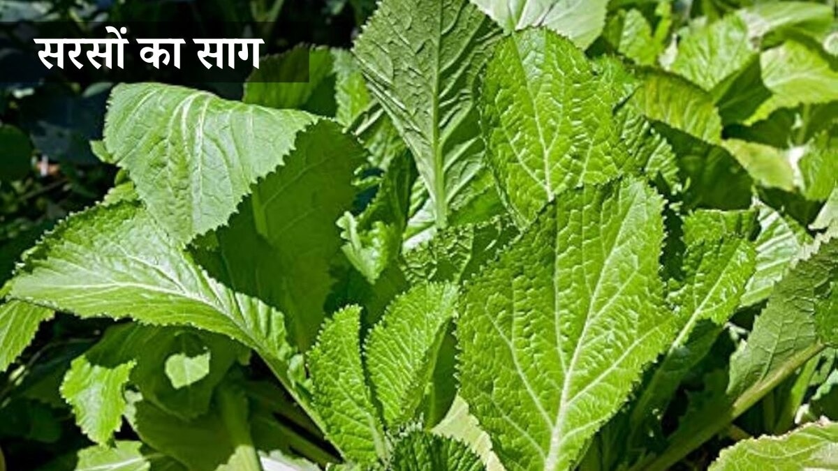 Mustard Green