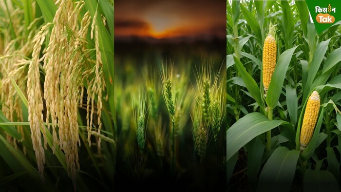 After Flood Tips for kharif and rabi crops