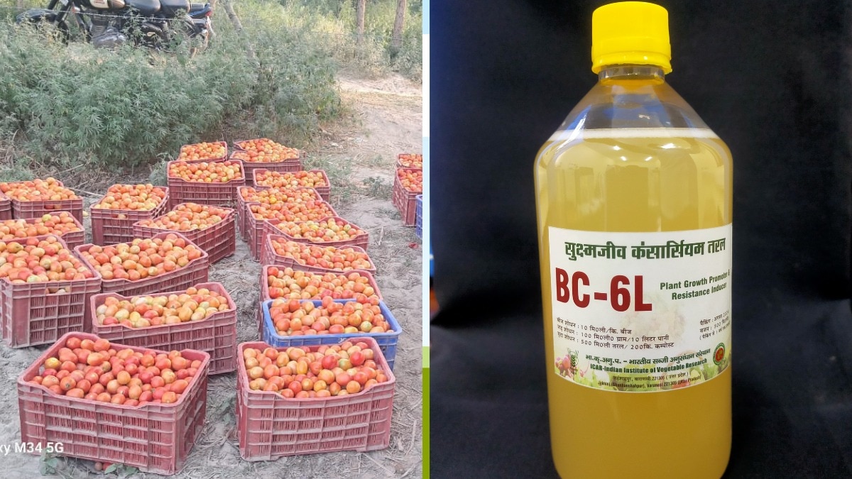 ऑर्गेनिक खेती में पैदा होने वाली चीजों का स्वाद भी अच्छा होता है. 
