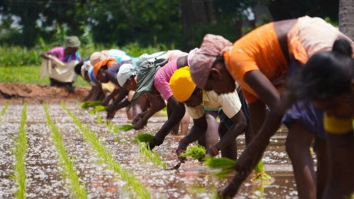 Chhattisgarh kharif sowing area