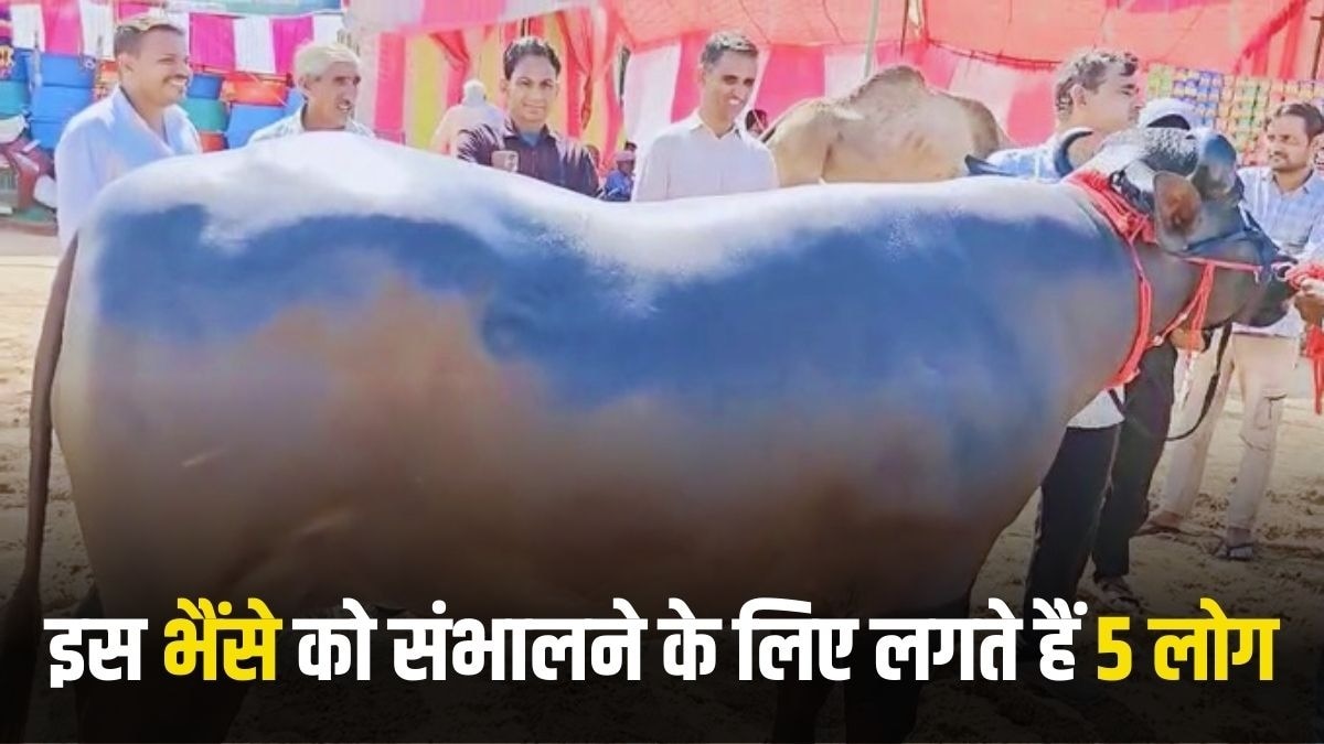 सालाना 1 करोड़ की कमाई करता है ये भैंसा, देखने को उमड़ रही भीड़, संभालने के लिए लगते हैं 5 लोग