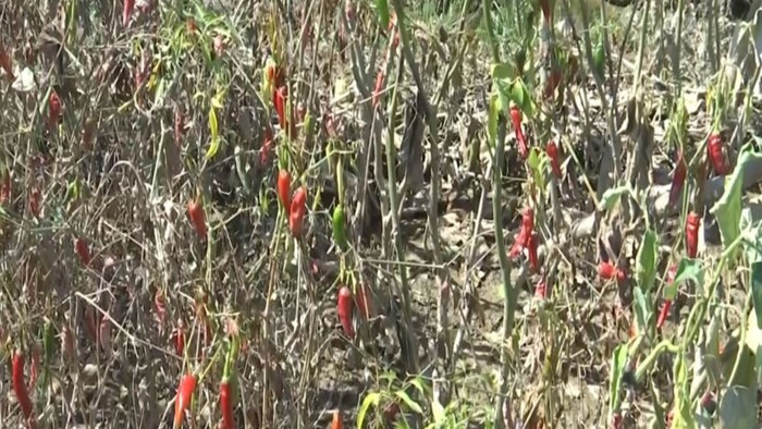 Anantnag flood crop loss