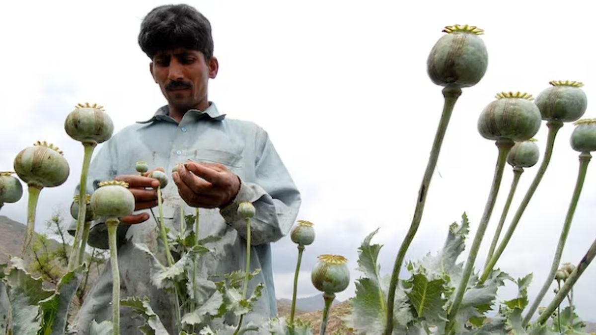 अब पाकिस्तान बना अफीम का हब