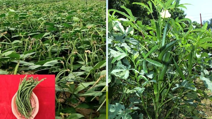 लोबिया की काशी निधि और भिंडी की काशी सहिष्णु फोटो: सोशल मीडिया