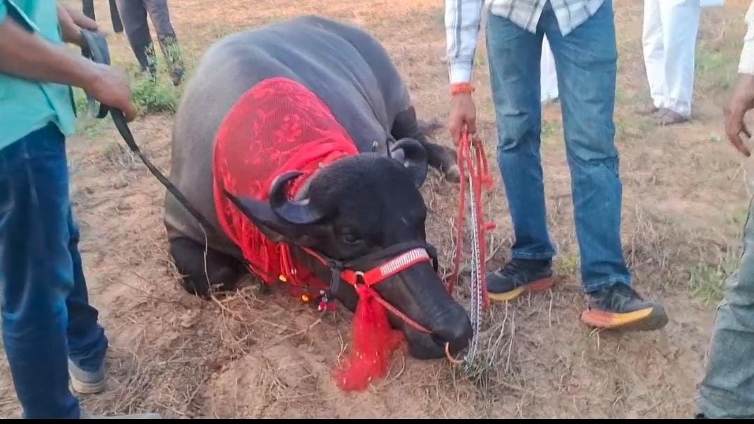 सीकर के पशु मेले में पहुंचा 3 करोड़ का सिंघम भैंसा, बनावट और वजन जानकार रह जाएंगे हैरान