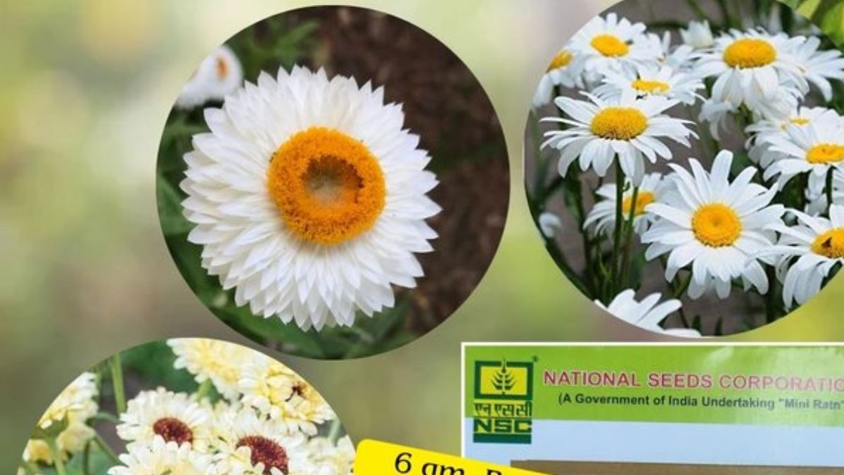 NSC: त्योहारों में करनी है घर की सजावट...तो उगा लें ये 3 खास फूल, यहां मिलेगा ऑनलाइन बीज