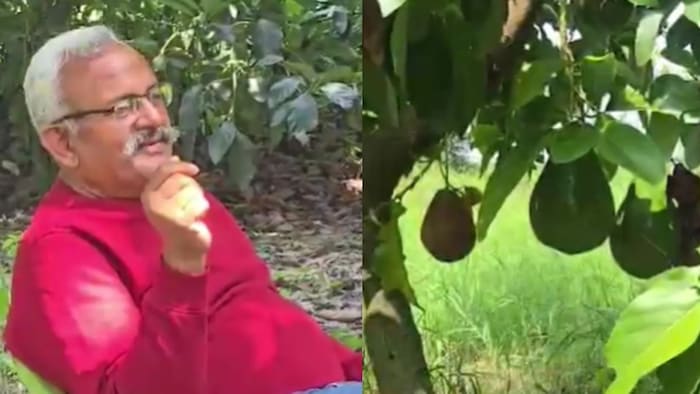 एवोकाडो की खेती