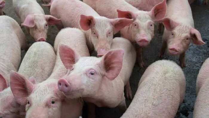 African Swine fever In Punjab