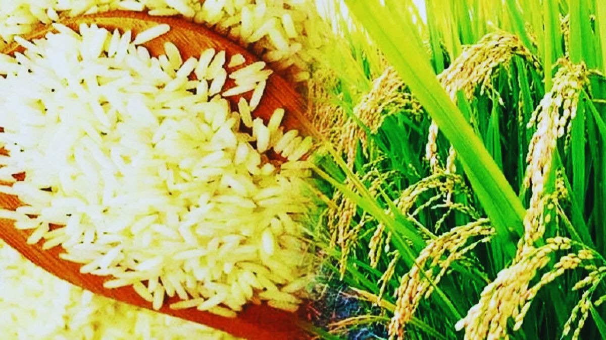 धान की अधिक खेती के बावजूद चावल उत्पादन में आ सकती है गिरावट, वजह जान लें