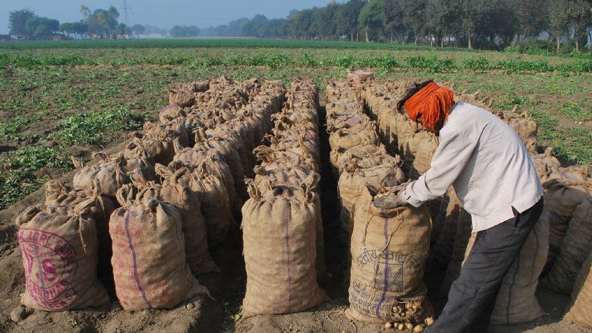 आलू की 4 नई किस्मों को मिली हरी झंडी, अब तेजी से बढ़ेगी पैदावार और आय