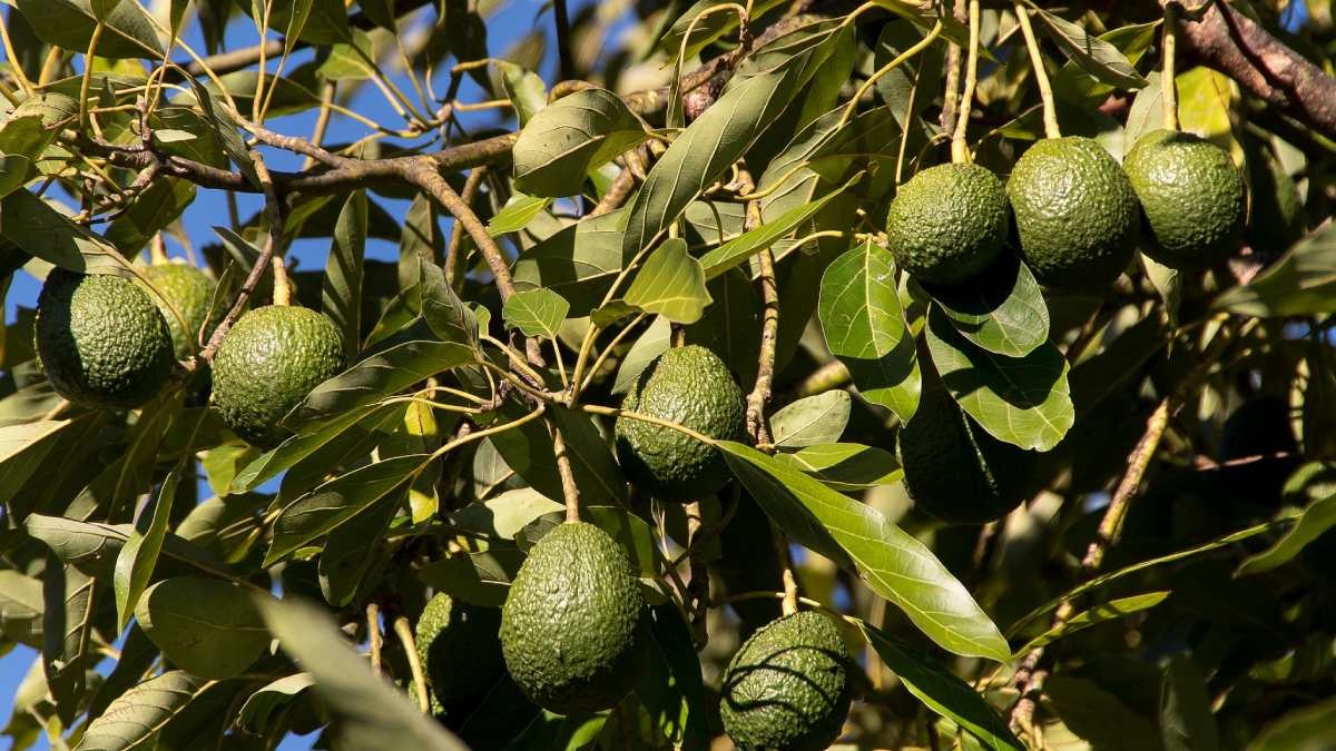 avocados city india 