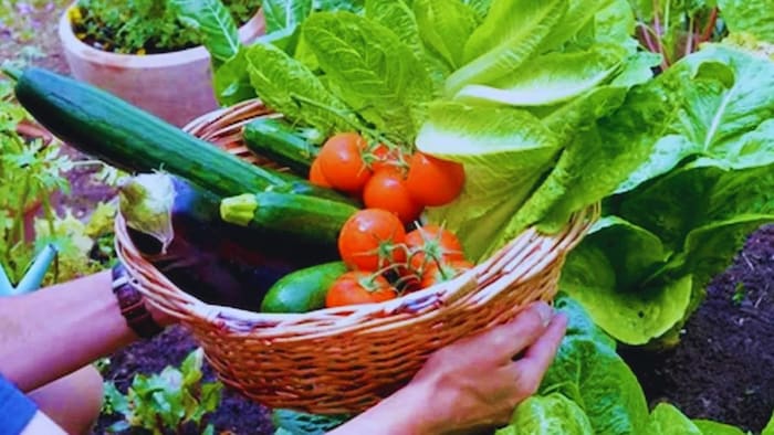 Cultivate these crops in monsoon