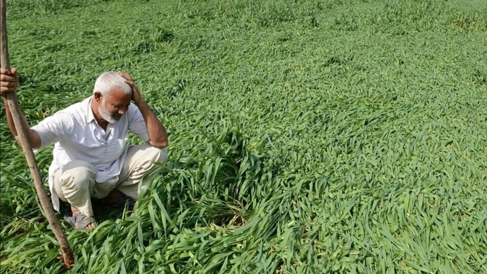 crop loss compensation