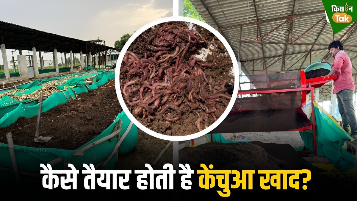 vermi compost
