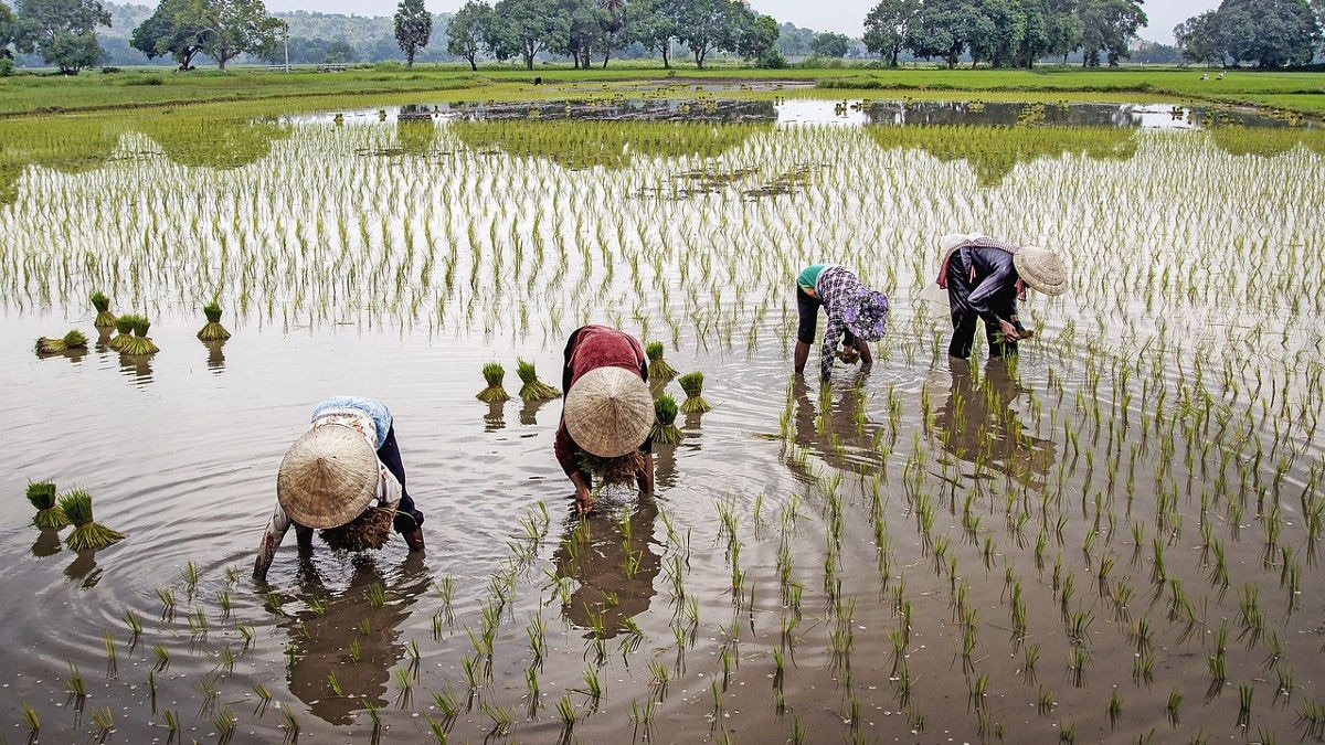 India agriculture