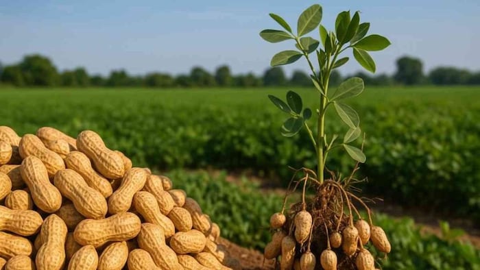 मूंगफली उत्पादन