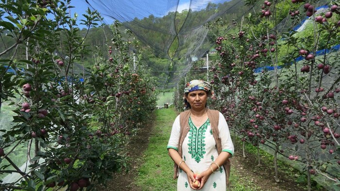 सेब की खेती ने बदली किसानों की किस्मत