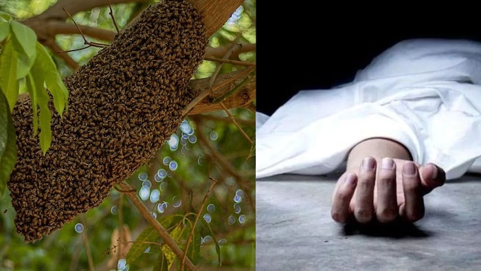 मधुमक्खियों के हमले से किसान की मौत