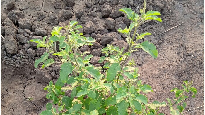 Tulsi Plant