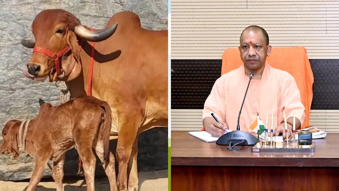 यूपी में कुल 4,325 गोवंश अभी तक उपचार से ठीक हो चुके हैं.