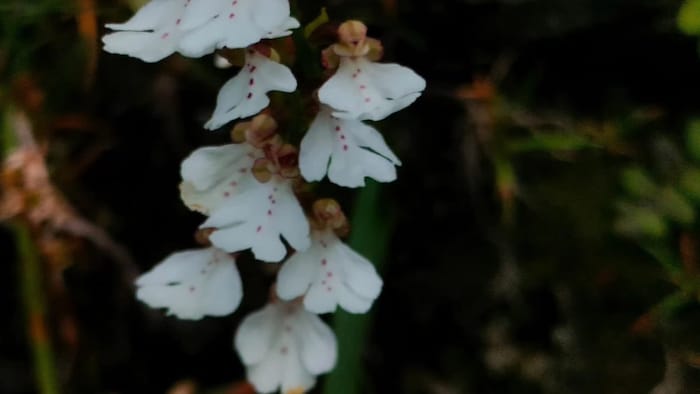 Orchid Arunachal Pradesh