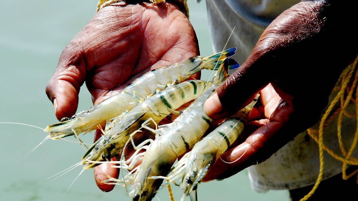 shrimp export
