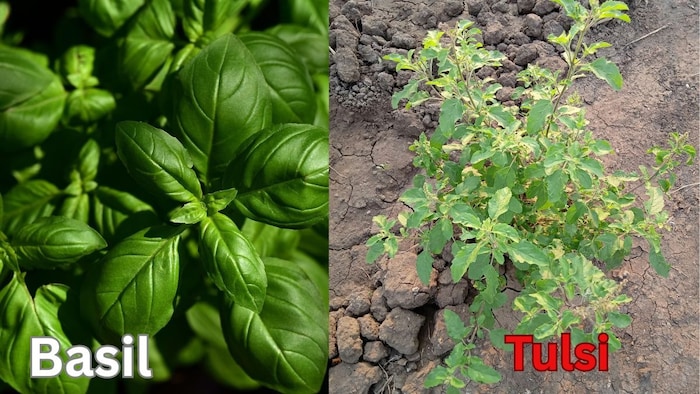 Basil vs Tulsi