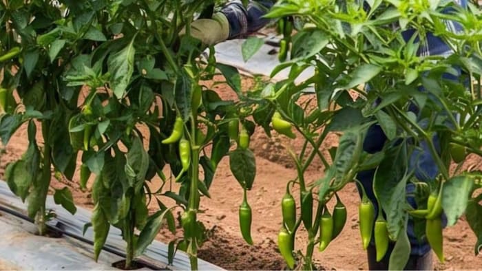 Chilli Cultivation