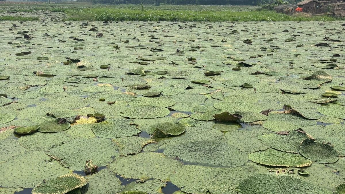 Makhana cultivation Dhamtari