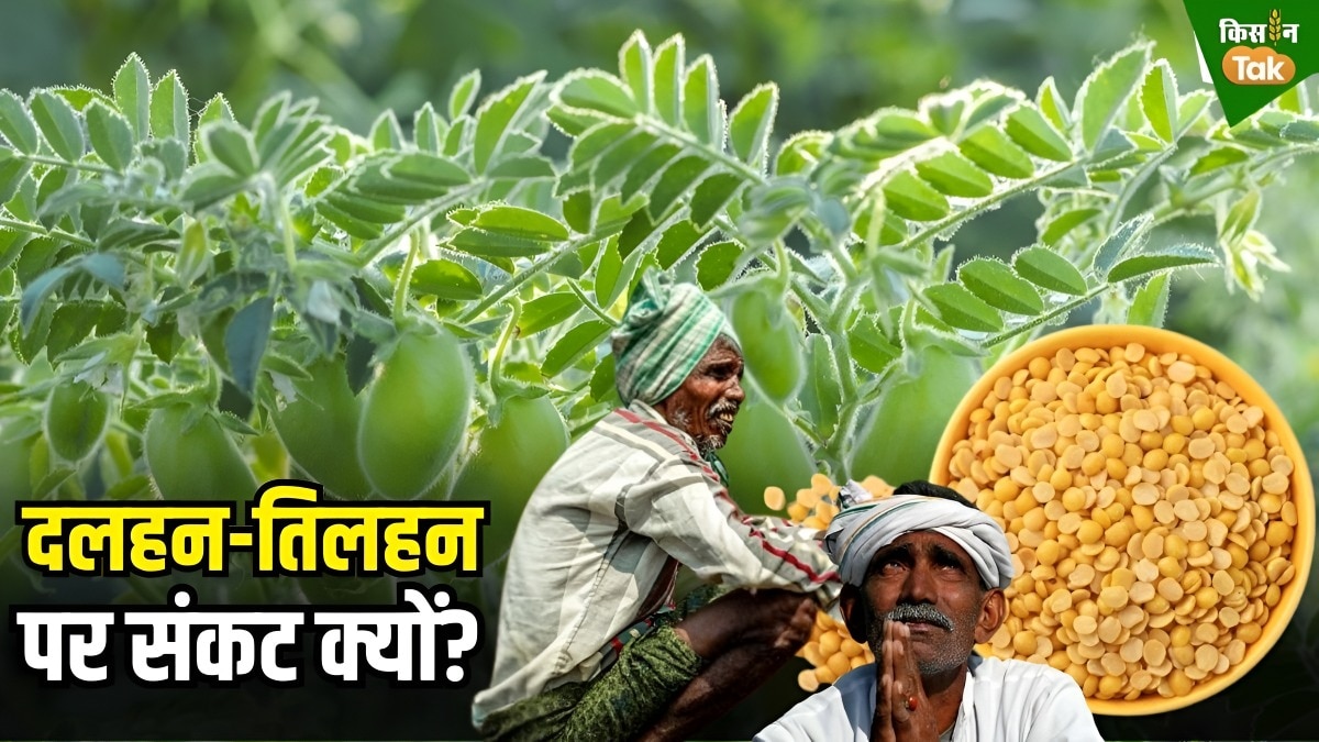 oilseeds farming