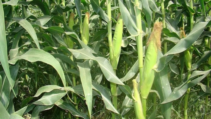 मक्का की खेती में रिकॉर्ड बढ़ोतरी