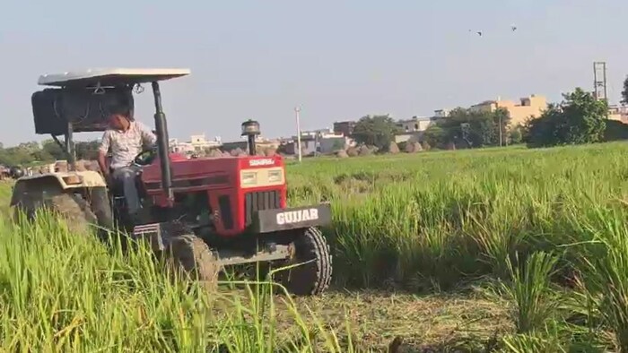 Karnal paddy crop destroyed