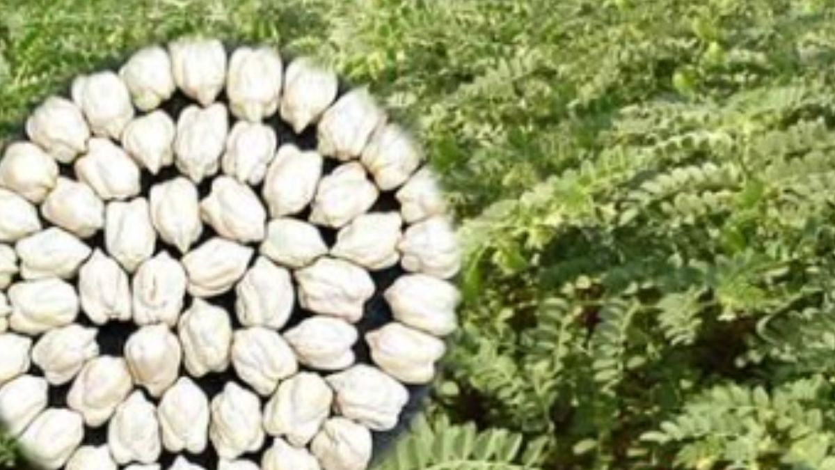 Kabuli Chana Variety PUSA Chana 4035