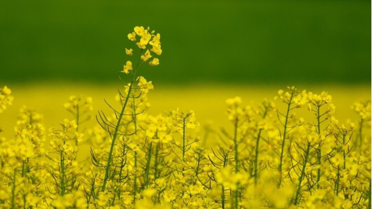 mustard farming FIRB technique