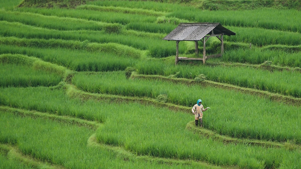 Natural Farming 