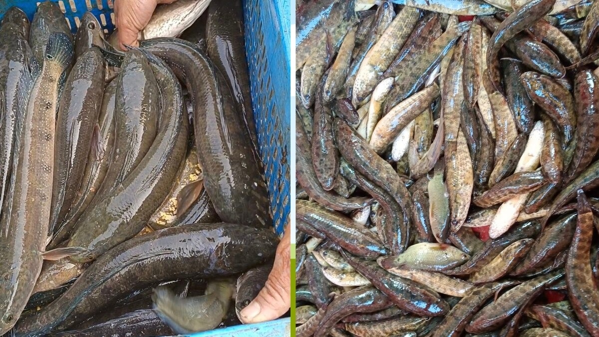 मछली पालकों को मिलेगा बढ़ावा