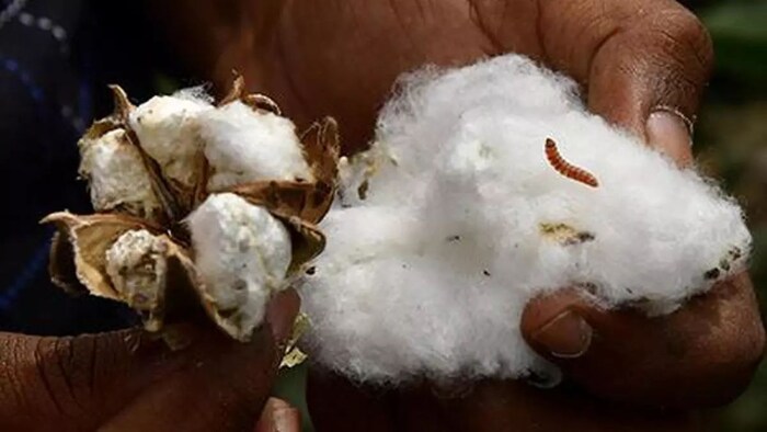 कपास पर गुलाबी सुंडी का प्रकोप