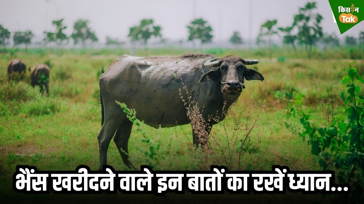 buffalo