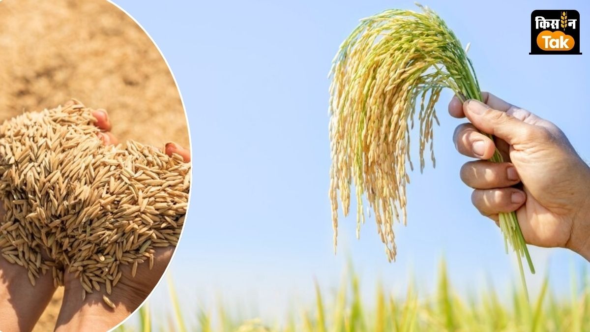Chhattisgarh paddy purchase