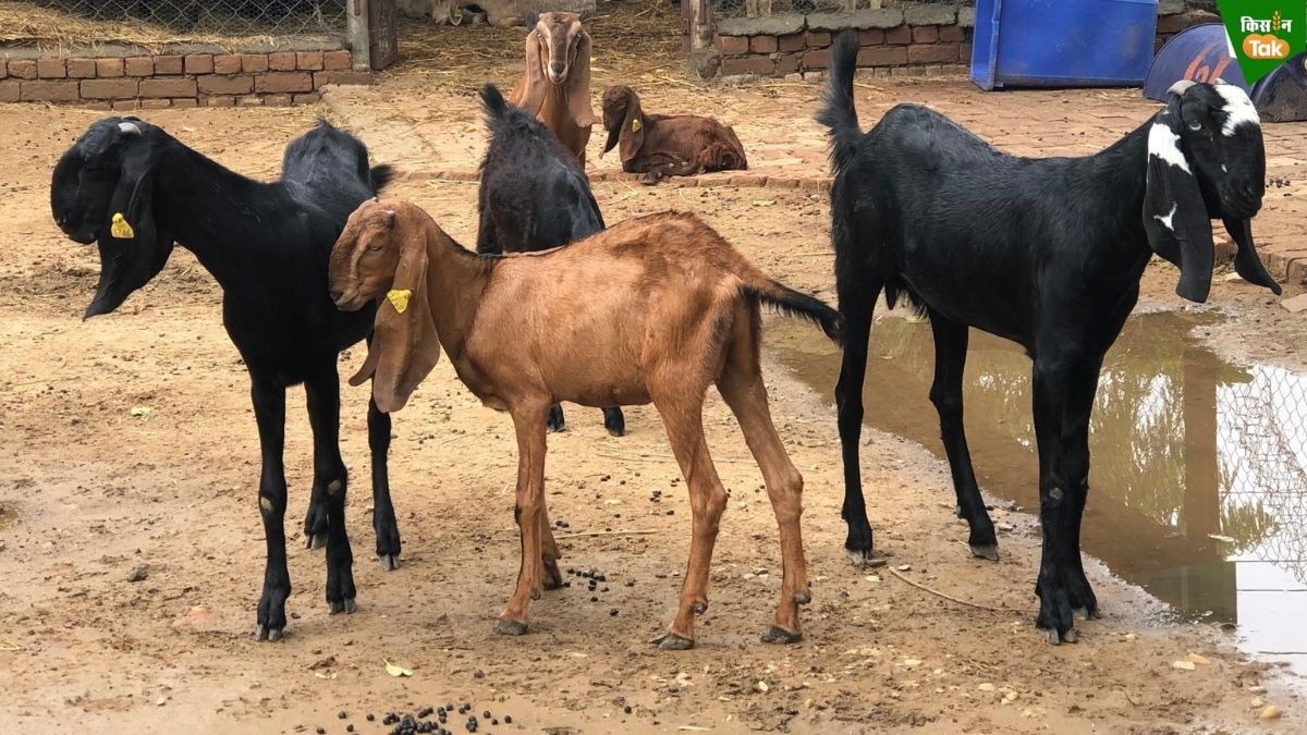 Goat care