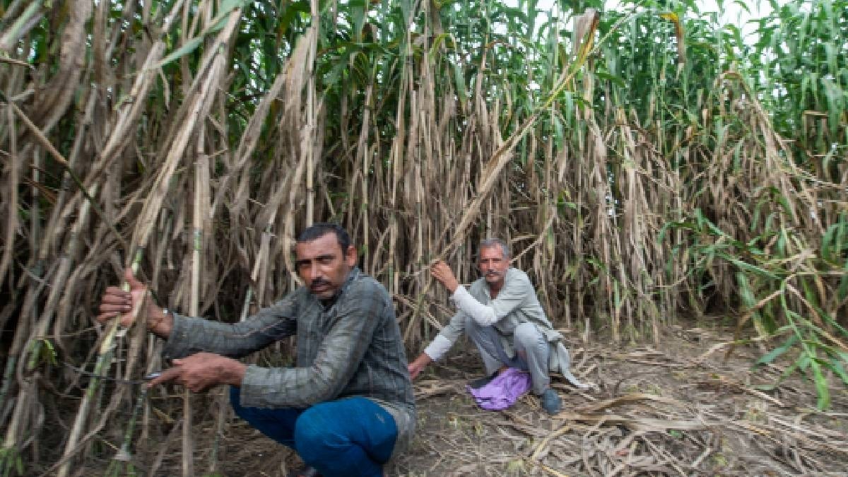 sugarcane farming