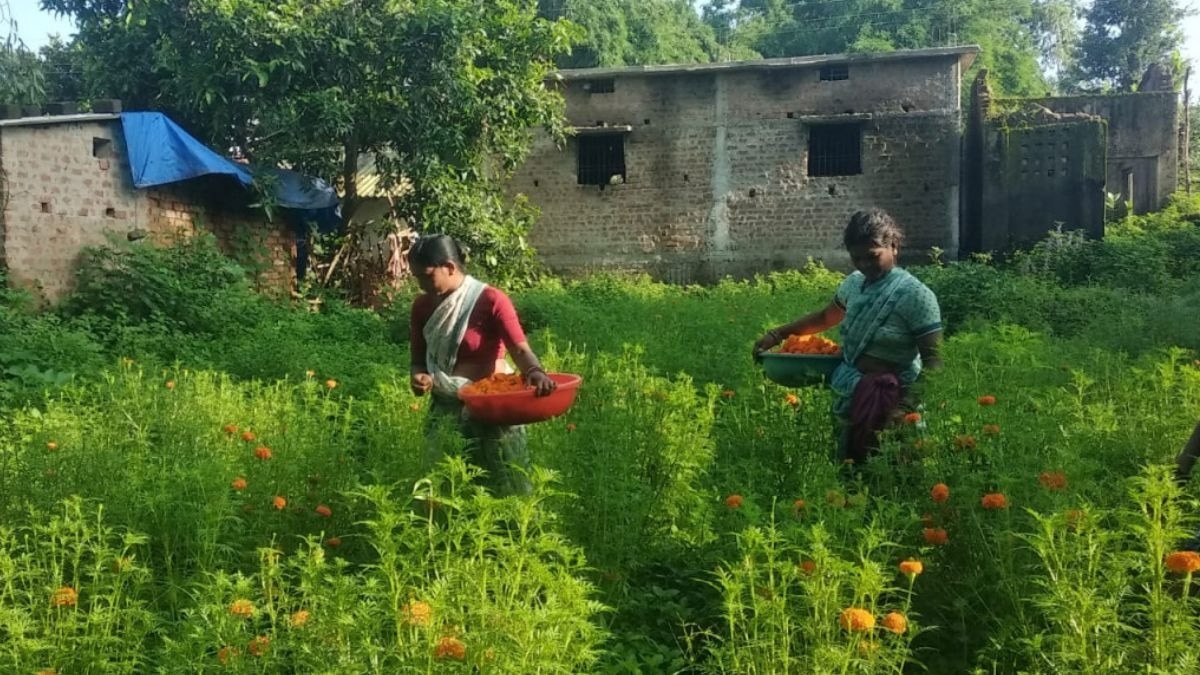 Kanker Genda Kheti