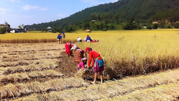 harvesting by hand